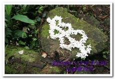 土城桐花公園：土城一日遊──承天禪寺、桐花公園