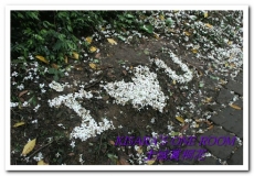 土城桐花公園：土城一日遊──承天禪寺、桐花公園