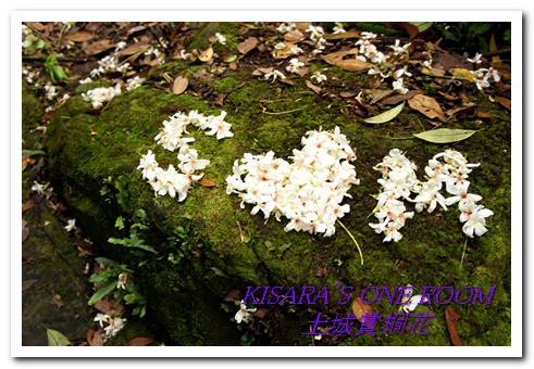 土城桐花公園：土城一日遊──承天禪寺、桐花公園