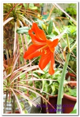土城桐花公園：土城一日遊──承天禪寺、桐花公園