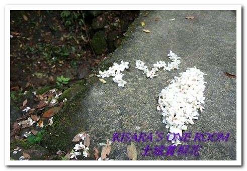 土城桐花公園：土城一日遊──承天禪寺、桐花公園