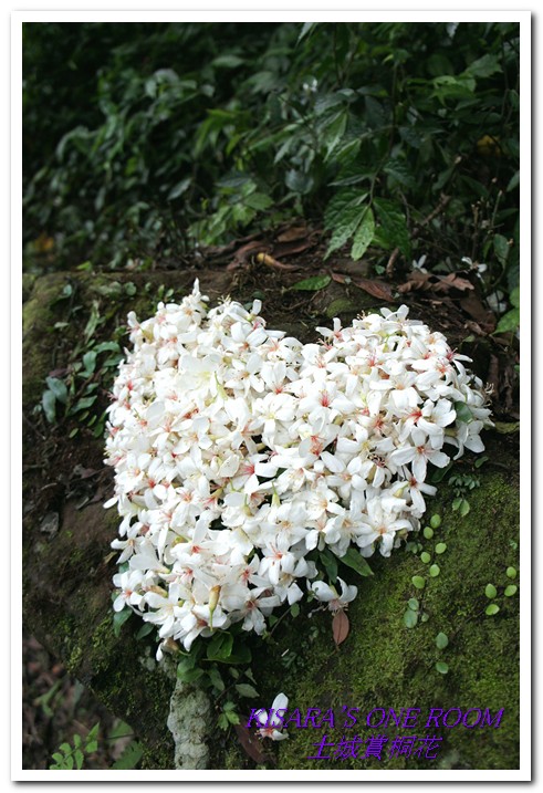 土城桐花公園：土城一日遊──承天禪寺、桐花公園