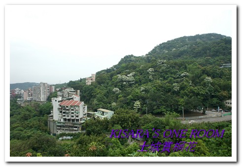 土城桐花公園：土城一日遊──承天禪寺、桐花公園