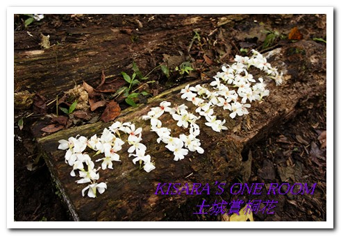 土城桐花公園：土城一日遊──承天禪寺、桐花公園