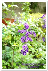 土城桐花公園：土城一日遊──承天禪寺、桐花公園