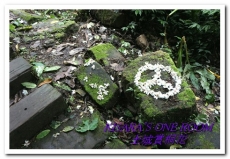 土城桐花公園：土城一日遊──承天禪寺、桐花公園