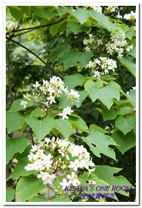 土城桐花公園：土城一日遊──承天禪寺、桐花公園