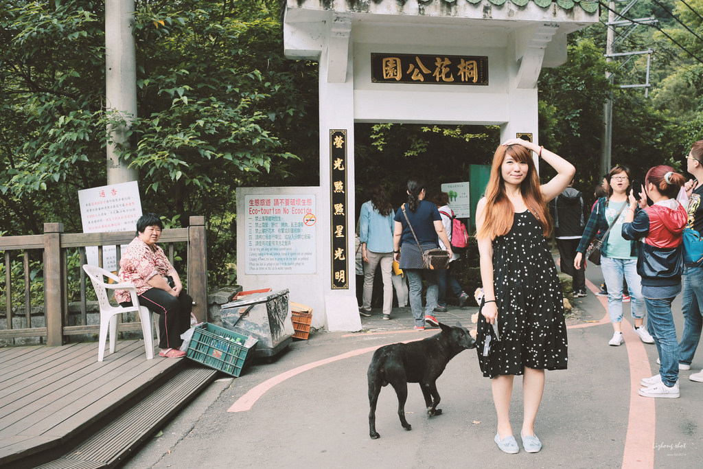 這淡淡的詩意襲上之桐花公園