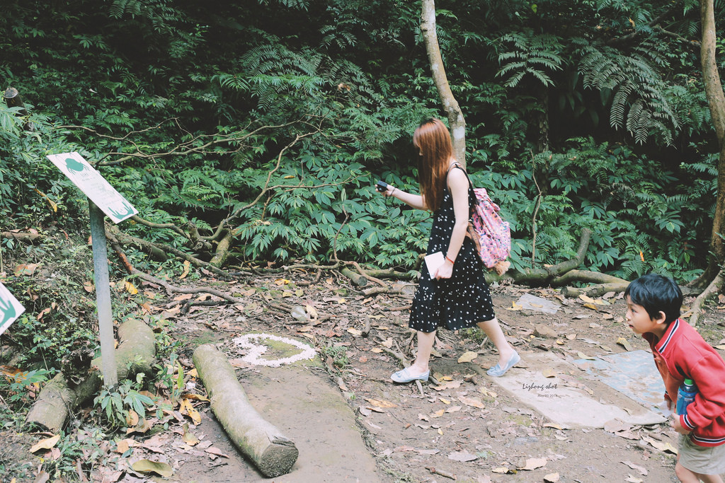 這淡淡的詩意襲上之桐花公園