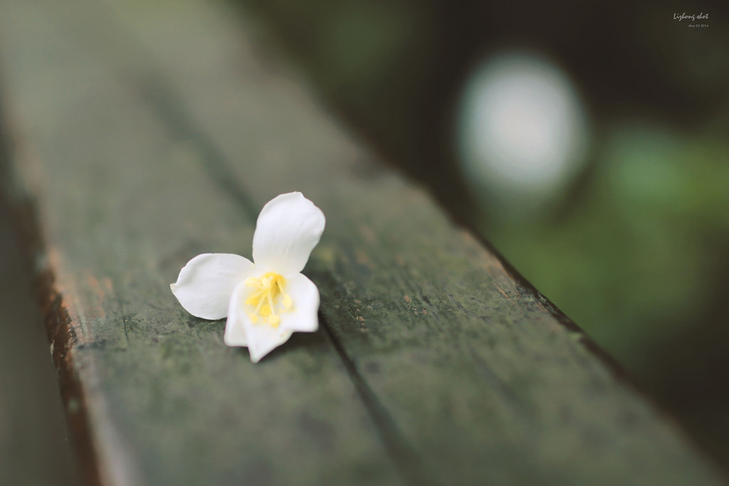 這淡淡的詩意襲上之桐花公園