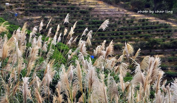 秀才步道-3.JPG - 2016秋之豔