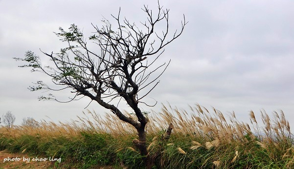 秀才步道-27.JPG - 2016秋之豔