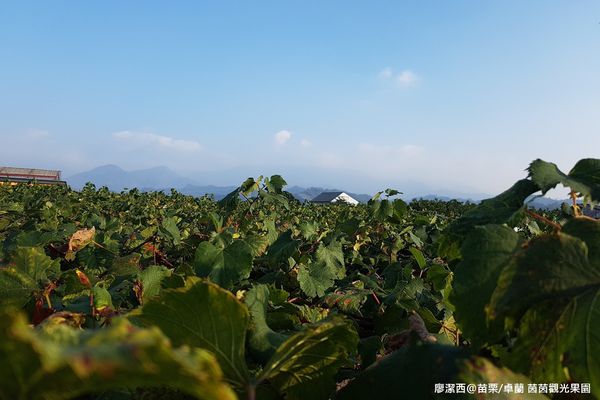 【苗栗/卓蘭】茵茵觀光果園