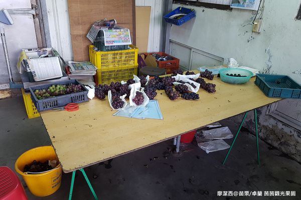 【苗栗/卓蘭】茵茵觀光果園