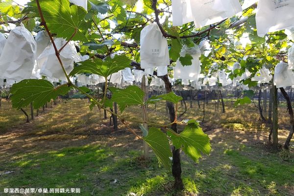 【苗栗/卓蘭】茵茵觀光果園