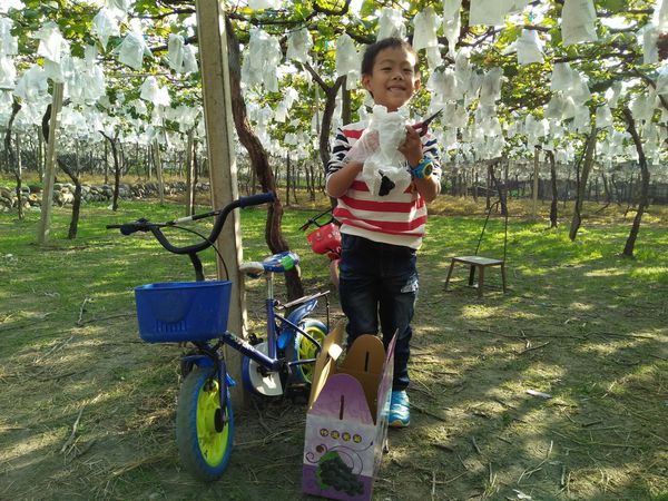 【苗栗/卓蘭】茵茵觀光果園