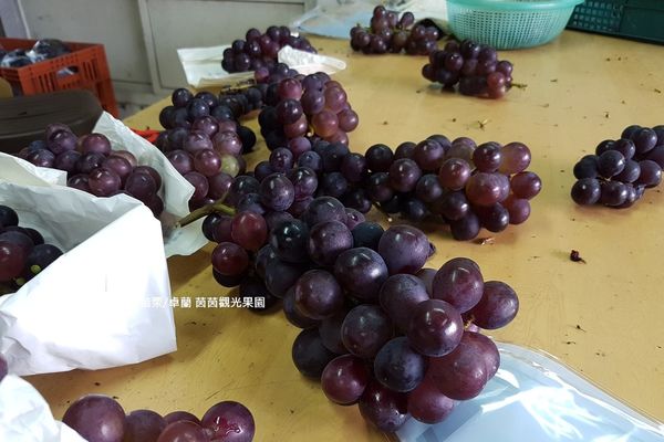 【苗栗/卓蘭】茵茵觀光果園