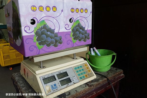 【苗栗/卓蘭】茵茵觀光果園