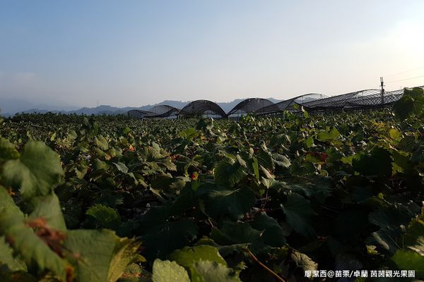 【苗栗/卓蘭】茵茵觀光果園