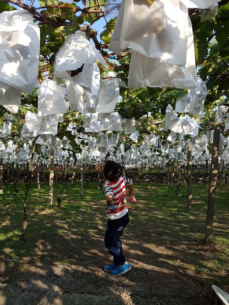 【苗栗/卓蘭】茵茵觀光果園