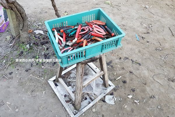 【苗栗/卓蘭】茵茵觀光果園