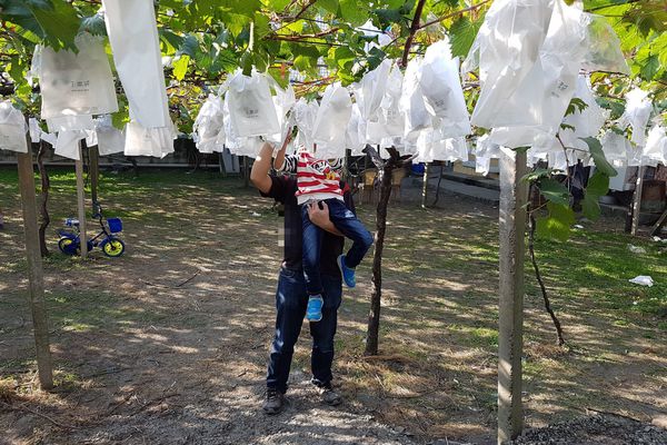 【苗栗/卓蘭】茵茵觀光果園