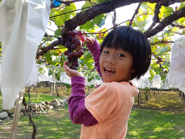 【苗栗/卓蘭】茵茵觀光果園