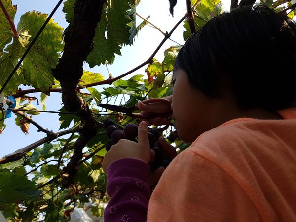 【苗栗/卓蘭】茵茵觀光果園