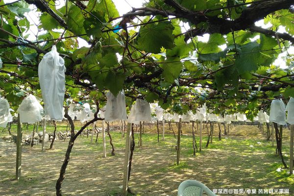 【苗栗/卓蘭】茵茵觀光果園