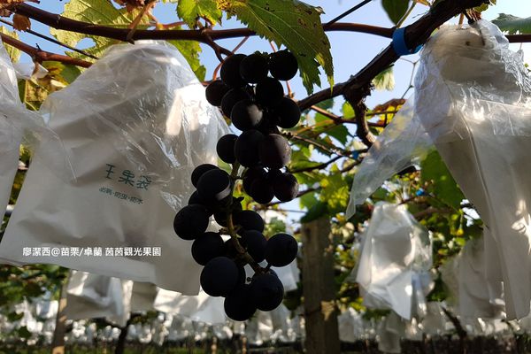 【苗栗/卓蘭】茵茵觀光果園