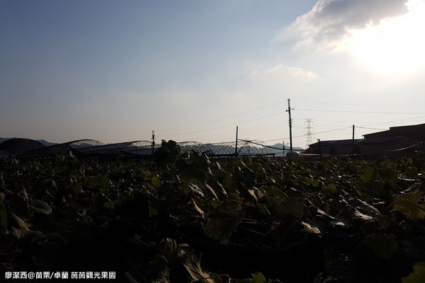 【苗栗/卓蘭】茵茵觀光果園