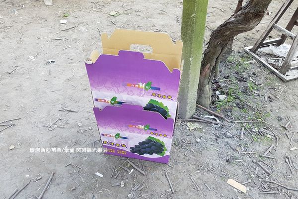 【苗栗/卓蘭】茵茵觀光果園