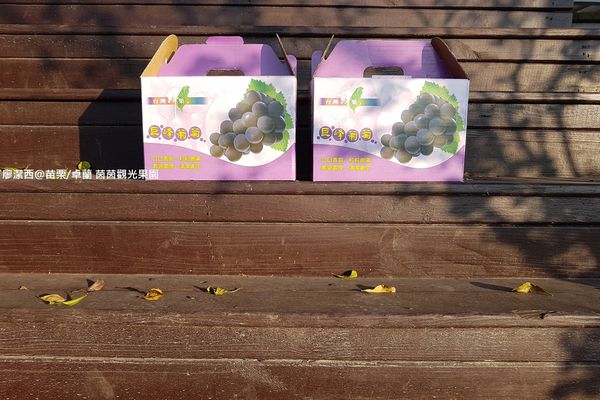 【苗栗/卓蘭】茵茵觀光果園