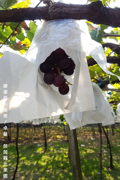 【苗栗/卓蘭】茵茵觀光果園