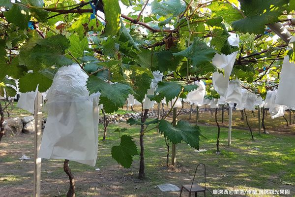 【苗栗/卓蘭】茵茵觀光果園