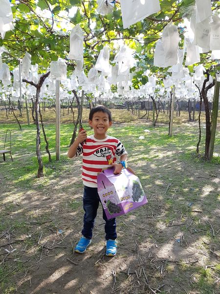 【苗栗/卓蘭】茵茵觀光果園