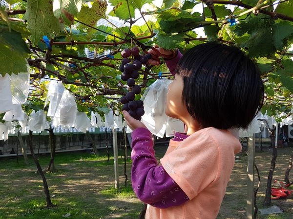 【苗栗/卓蘭】茵茵觀光果園