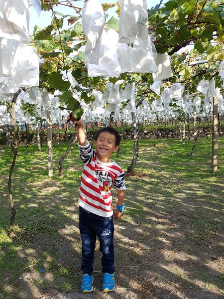 【苗栗/卓蘭】茵茵觀光果園