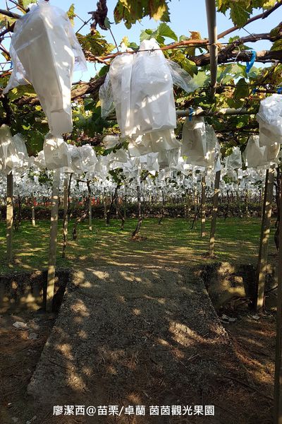 【苗栗/卓蘭】茵茵觀光果園