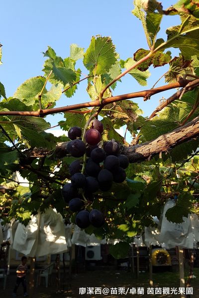 【苗栗/卓蘭】茵茵觀光果園