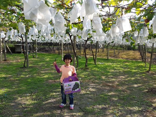 【苗栗/卓蘭】茵茵觀光果園