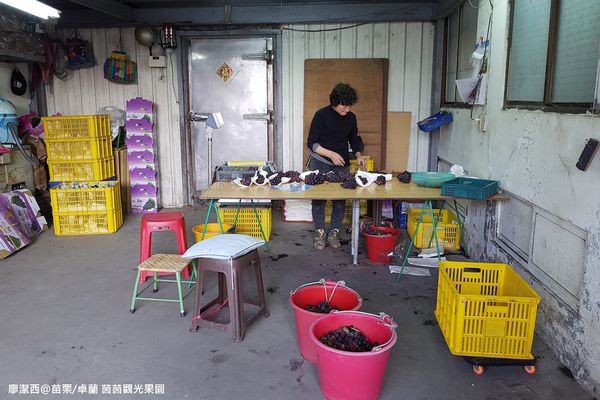 【苗栗/卓蘭】茵茵觀光果園