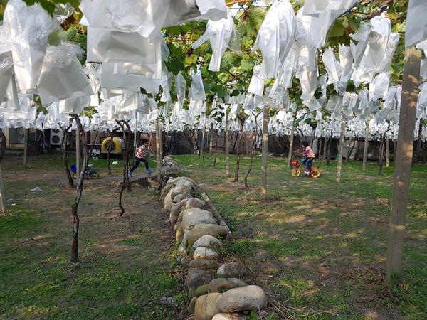 【苗栗/卓蘭】茵茵觀光果園