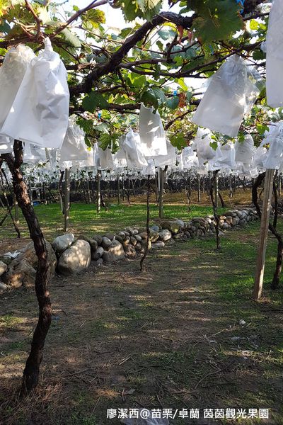 【苗栗/卓蘭】茵茵觀光果園