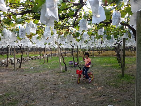 【苗栗/卓蘭】茵茵觀光果園