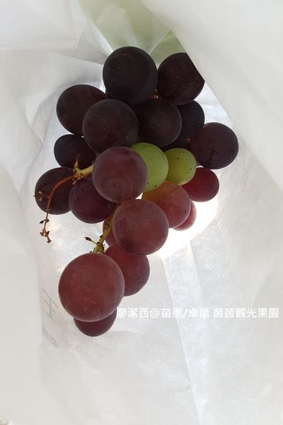 【苗栗/卓蘭】茵茵觀光果園