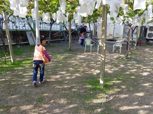 【苗栗/卓蘭】茵茵觀光果園