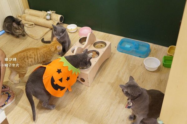 1025 貓武將二訪_4096_结果.jpg