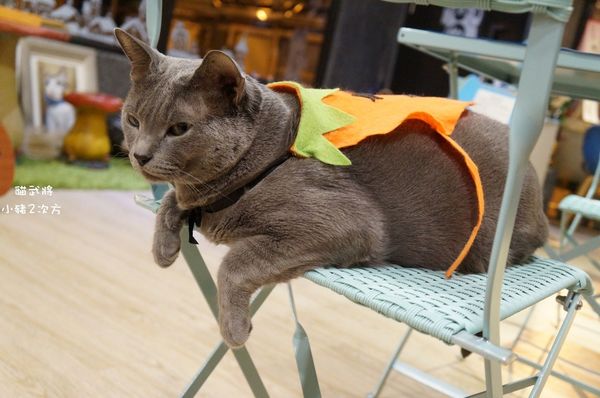 1025 貓武將二訪_7778_结果.jpg