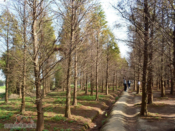 落羽松森林09-走在田梗上很有意境